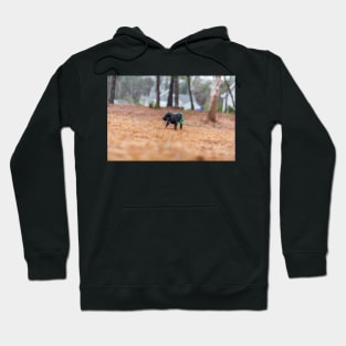 backyard wanderings Hoodie